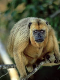 Black Howler in Tree  Mato Grosso  Brazil