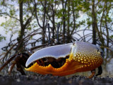 Fiddler Crab  Indonesia