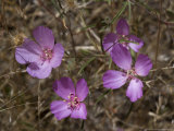 Clarkia Gracilis  USA