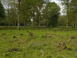 Wolves Wood  Ancient Mixed Broadleaved Woodland  Recently-Coppiced Area