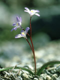 Scilla Nana  Chionodoxa Cretica  White Mountains  Crete