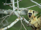 Black Howler in Tree  Mato Grosso  Brazil
