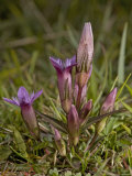Early Gentian  Gentianella Anglica