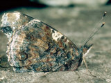 Red Admiral  Wings Folded  UK