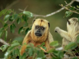 Black Howler  with Young  Brazil
