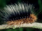 Garden Tiger Moth  Caterpillar  UK