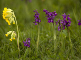 Green-Winged Orchids  with Cowslips