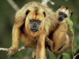 Black Howler  with Young  Brazil
