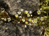 Common Whitlow-Grass  Erophila Verna