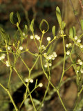 Mistletoe in Fruit