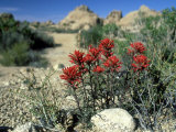 Indian Paintbrush  California