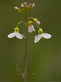 Cuckoo Flower  Cardamine Pratensis  Spring Flower