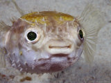 Spotted Porcupinefish  Immature  Malaysia