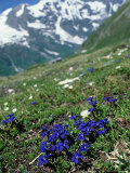 Gentians  Hohe Tauern National Park  Austria