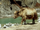 Domestic Yak  Khumbu Everest Region  Nepal