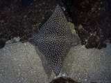 Spotted Eagle Ray  Hawaii