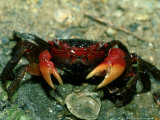 Red Claw Crab  Cardisoma Carnifex