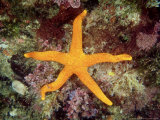Seastar  Kangaroo Island  Australia