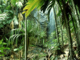 Pandanus Vandemeerschii  Vallee De Mai  Praslin  Seychelles