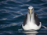 Diomedea Salvini in Flight  South Island  New Zealand
