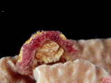 Sponge Crab  Australia