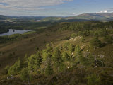 Old Scots Pines in Ancient Caledonian Forest  Cairngorms  Scotland