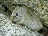 Mount Everest Pika  Everest Region  Nepal