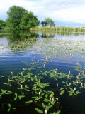 Amphibious Bistort in Pond  Bavaria