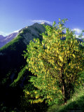 Wild Laburnum  Col Dallos Maritime Alps  France