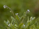 Changing Forget-Me-Not  Myosotis Discolor
