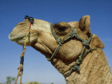 Domestic Camel  Thar Desert  India