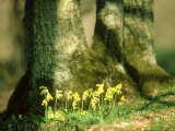 Primula Veris (POfficinalis)  N Bavaria