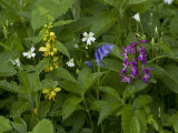 Woodland Flowers in Spring  Yellow Archangel  Early Purple Orchid