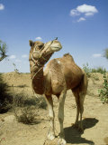 Domestic Camel  Thar Desert  India