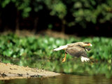 Crested Caracara  Flying  Mato Grosso  Brazil