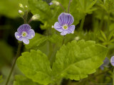 Wood Speedwell  Ancient Woodland Indicator Plant