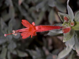 Zauschneria Californica  USA