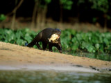Giant Otter  with Piranha  Brazil