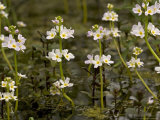 Water-Violet  Flowering in Pond