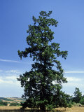 Douglas Fir Tree  Point Reves  USA
