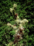 Cloud Forest  Yungas  Bolivia
