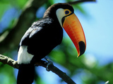 Toco Toucan  Iguacu National Park  Brazil