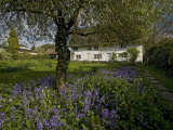 Old Cottage Garden at Snow Street  Near Diss