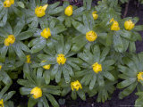 Winter Aconites in Light Woodland