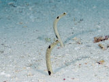 Spotted Garden Eels  Indonesia