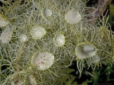 A Beard Lichen  with Apothecia