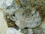 Mount Everest Pika  Everest Region  Nepal