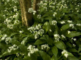 Mass of Wild Garlic or Ramsons  Flowering in Ancient Coppice Woodland