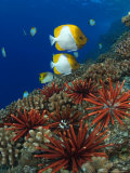 Slate Pencil Sea Urchins  Hawaii