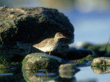 Redshank  Isle of Oland  Sweden
